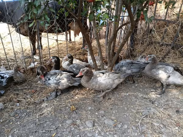 Ducks