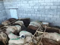 Oveja, Beulah Speckled face sheep — foto 1