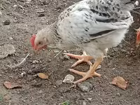 Chickens — الصورة 5