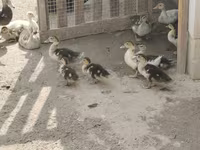 Turkeys — 照片 8