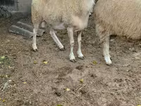Ram, Assaf sheep — photo 2