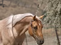 At, Quarter Horse — foto 8