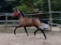 Égua, Lipizzaner — foto 1