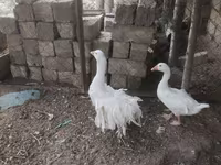 Geese — 照片 3