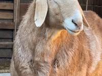 Qoç, Edilbay sheep — foto 2