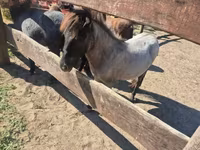 घोड़ी, Shetland Pony — फ़ोटो 5