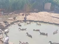 Ducks — photo 2