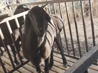मेढ़ा, Aland sheep — फ़ोटो 1