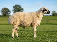 Qoç, Beltex sheep — foto 1