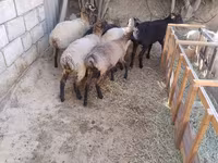 Qoç, Qoyunlar — foto 8