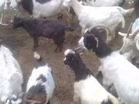 Goats (batch, sex not specified), Goats — photo 5