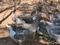 Geese — zdjęcie 6