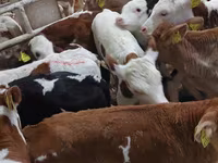 ثور, Simmental cattle — الصورة 1