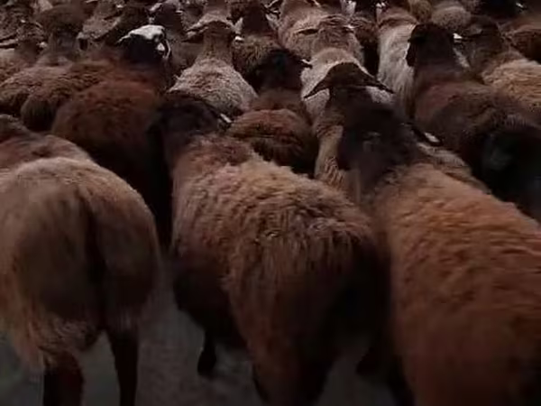 Qoç, Hissar sheep