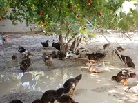 Domestic Muscovy — photo 1