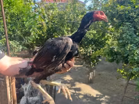 Chickens — photo 4