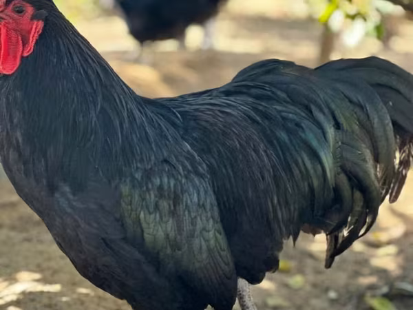 Australorp