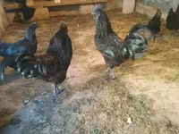 Ayam Cemani — foto 4