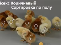 Chickens — Foto 7