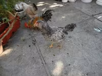 Japonský bantam — foto 2