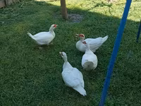 Ducks — फ़ोटो 3
