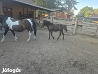 Kůň, Welsh Cob — foto 4