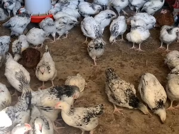 Chickens — Azerbaijan