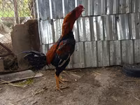 Chickens — photo 4