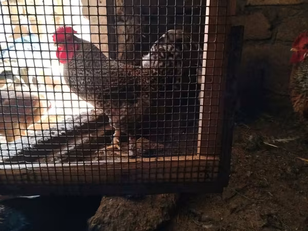 Chickens — Azerbaijan