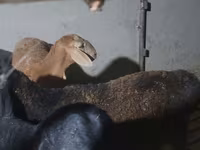 Ram, Sheep — photo 1