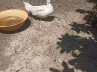 Ducks — photo 1