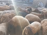 Sheep (batch, sex not specified), Sheep — photo 1