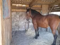 Égua, Međimurje horse — foto 3