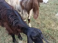 Dişi keçi, Damask goat — foto 3