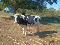 İnək, Russian Black pied cattle — foto 2