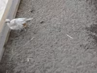 Danish hen — 4-rasm