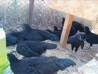 Ayam Cemani — foto 2