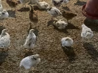 Chickens — foto 3