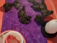 Chickens — photo 4