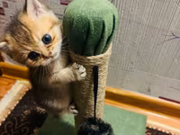 Pişik üçün qaşıyıcı və oyun dirəyi - Material: təbii sizal kəndir ilə — foto 3