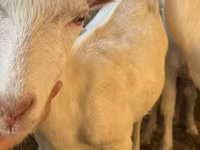 Коза, Saanen goat — фото 6