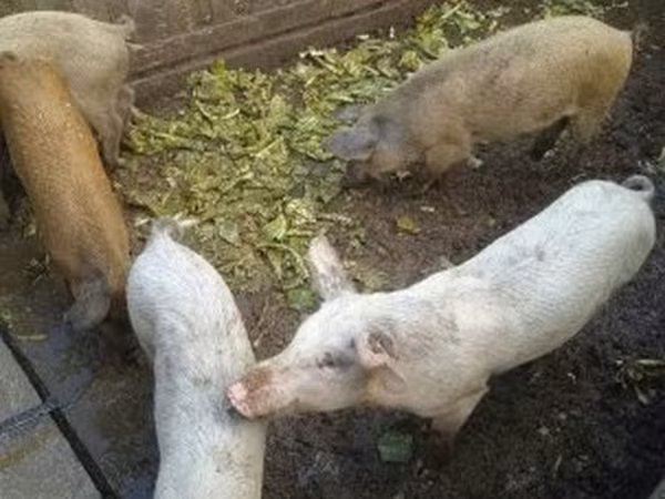 Knur, Świnie