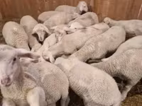 Carneiro, Merinoland sheep — foto 1