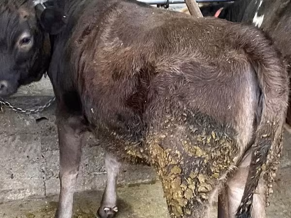 Krowa, Swiss cattle