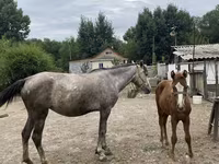 Égua, Cavalos — foto 1