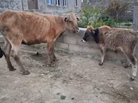 İnək, Mal-qara — foto 1