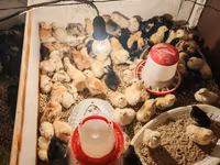Australorp — photo 4