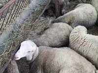Sheep, Sheep — photo 3
