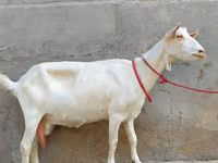 Cabra, Saanen goat — foto 3