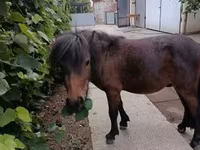 Koń, Shetland Pony — zdjęcie 6
